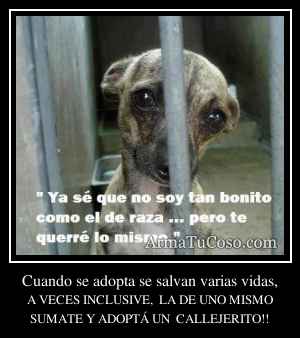 Cuando se adopta se salvan varias vidas,