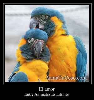 El amor