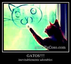 GATOS!!!!