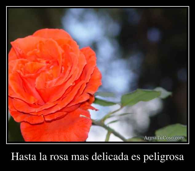 Hasta la rosa mas delicada es peligrosa