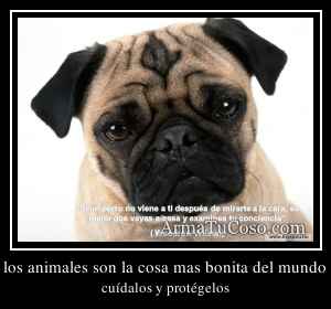 los animales son la cosa mas bonita del mundo