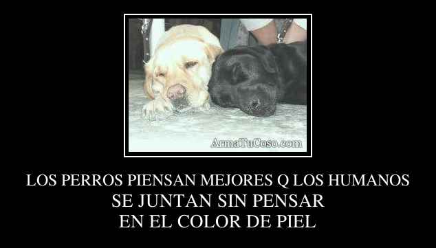 LOS PERROS PIENSAN MEJORES Q LOS HUMANOS