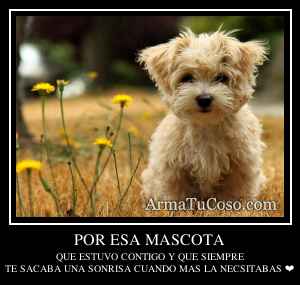 POR ESA MASCOTA