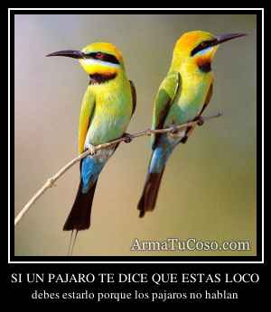SI UN PAJARO TE DICE QUE ESTAS LOCO