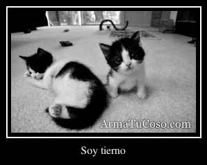 Soy tierno